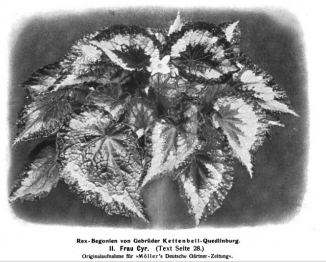 B. ‘Frau Cyr’